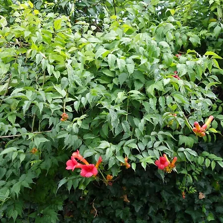 Appartement Quetzal Schoorl